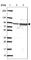 Sulfatase 1 antibody, HPA054728, Atlas Antibodies, Western Blot image 