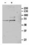 Serum Response Factor antibody, NBP1-51976, Novus Biologicals, Western Blot image 