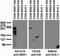 KMT3B NSD1 antibody, 75-280, Antibodies Incorporated, Western Blot image 