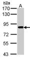 VPS16 Core Subunit Of CORVET And HOPS Complexes antibody, NBP1-31455, Novus Biologicals, Western Blot image 