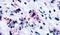 CYSLTR1 antibody, PA5-33464, Invitrogen Antibodies, Immunohistochemistry paraffin image 