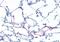 Glucagon Receptor antibody, MBS244349, MyBioSource, Immunohistochemistry paraffin image 
