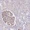 Testis Specific 13 antibody, HPA022968, Atlas Antibodies, Immunohistochemistry frozen image 