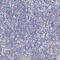 SRY-Box 6 antibody, HPA001923, Atlas Antibodies, Immunohistochemistry paraffin image 