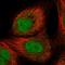 PHD Finger Protein 3 antibody, NBP1-86410, Novus Biologicals, Immunofluorescence image 
