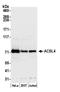 Acyl-CoA Synthetase Long Chain Family Member 4 antibody, A305-358A, Bethyl Labs, Western Blot image 