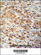 Peroxiredoxin 1 antibody, 61-601, ProSci, Immunohistochemistry paraffin image 
