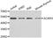 Atypical Chemokine Receptor 3 antibody, LS-C348960, Lifespan Biosciences, Western Blot image 