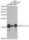 Microtubule Associated Protein 1 Light Chain 3 Alpha antibody, A11438, ABclonal Technology, Western Blot image 