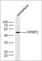 Nuclear Receptor Binding Protein 2 antibody, orb221832, Biorbyt, Western Blot image 