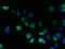 Transmembrane protein 100 antibody, LS-C376805, Lifespan Biosciences, Immunofluorescence image 