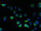 Transmembrane Protein 100 antibody, LS-C376805, Lifespan Biosciences, Immunofluorescence image 