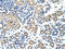 Nuclear Receptor Subfamily 2 Group F Member 2 antibody, 31-192, ProSci, Immunohistochemistry frozen image 