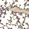 Nuclear Receptor Binding SET Domain Protein 2 antibody, GTX64491, GeneTex, Immunohistochemistry paraffin image 