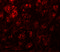 RAB Guanine Nucleotide Exchange Factor 1 antibody, 6225, ProSci, Immunofluorescence image 