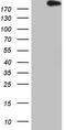 Apolipoprotein B Receptor antibody, CF807166, Origene, Western Blot image 