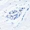 Androgen Receptor antibody, GTX01536, GeneTex, Immunohistochemistry paraffin image 