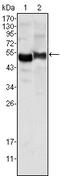 Alpha-1-antitrypsin antibody, M00720-2, Boster Biological Technology, Western Blot image 