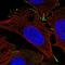 Transmembrane Protein 169 antibody, NBP2-49642, Novus Biologicals, Immunofluorescence image 