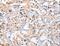 Centrosomal Protein 97 antibody, LS-C404812, Lifespan Biosciences, Immunohistochemistry frozen image 