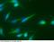 Prolyl 4-Hydroxylase Subunit Beta antibody, 10827-MM03, Sino Biological, Immunohistochemistry paraffin image 
