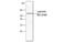 Laminin Subunit Beta 2 antibody, MBS837893, MyBioSource, Western Blot image 