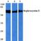 IQ Motif Containing B1 antibody, A07108-1, Boster Biological Technology, Western Blot image 