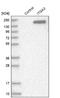 Integrin Subunit Alpha 3 antibody, NBP2-48514, Novus Biologicals, Western Blot image 