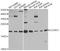 Claudin 11 antibody, A12478, ABclonal Technology, Western Blot image 