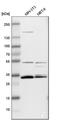 Apolipoprotein O Like antibody, PA5-51427, Invitrogen Antibodies, Western Blot image 