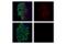 Cre Recombinase antibody, 15036S, Cell Signaling Technology, Flow Cytometry image 