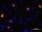 C-X-C Motif Chemokine Ligand 10 antibody, AF-266-NA, R&D Systems, Immunofluorescence image 