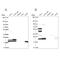 Ribosomal L24 Domain Containing 1 antibody, PA5-64114, Invitrogen Antibodies, Western Blot image 