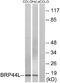 Mitochondrial Pyruvate Carrier 1 antibody, A30578, Boster Biological Technology, Western Blot image 