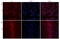 Acid Phosphatase, Prostate antibody, 42-484, ProSci, Western Blot image 