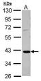 Galactose Mutarotase antibody, GTX124062, GeneTex, Western Blot image 