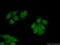 N(Alpha)-Acetyltransferase 20, NatB Catalytic Subunit antibody, 15807-1-AP, Proteintech Group, Immunofluorescence image 