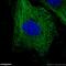 Tubulin Alpha 1b antibody, 11224-1-AP, Proteintech Group, Immunofluorescence image 