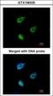 Karyopherin Subunit Alpha 4 antibody, GTX106325, GeneTex, Immunofluorescence image 