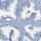 Fibrillin 2 antibody, PA5-52995, Invitrogen Antibodies, Immunohistochemistry frozen image 