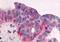 Neurotensin Receptor 1 antibody, MBS246707, MyBioSource, Immunohistochemistry frozen image 