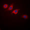 Glucagon-like peptide 1 receptor antibody, LS-C356066, Lifespan Biosciences, Immunofluorescence image 