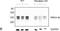 ATPase Plasma Membrane Ca2+ Transporting 4 antibody, H00000493-M07, Novus Biologicals, Western Blot image 