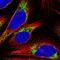 Citrate Synthase antibody, HPA038460, Atlas Antibodies, Immunofluorescence image 