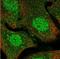 Immunoglobulin Superfamily Member 11 antibody, NBP1-92021, Novus Biologicals, Immunocytochemistry image 