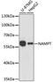 Nicotinamide Phosphoribosyltransferase antibody, A0256, ABclonal Technology, Western Blot image 