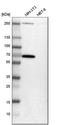 Gamma-Aminobutyric Acid Type A Receptor Alpha3 Subunit antibody, HPA000839, Atlas Antibodies, Western Blot image 