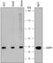 Dual Adaptor Of Phosphotyrosine And 3-Phosphoinositides 1 antibody, MAB7024, R&D Systems, Western Blot image 