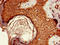 AKT1 Substrate 1 antibody, LS-C677100, Lifespan Biosciences, Immunohistochemistry paraffin image 