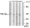 RELT TNF Receptor antibody, abx013749, Abbexa, Western Blot image 